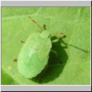 Palomena prasina - Gruene Stinkwanze 01.jpg